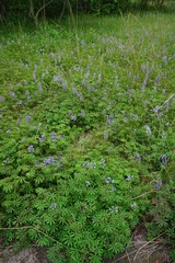 Lupinus perennis
