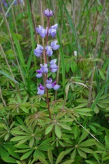 Lupinus perennis