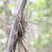 Bartram's Airplant - Photo (c) Joshua Doby, some rights reserved (CC BY-NC)