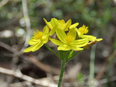 Tricoryne