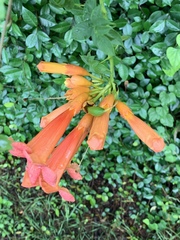 Campsis radicans