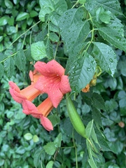 Campsis radicans
