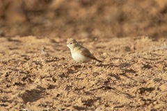 Ammomanes cinctura