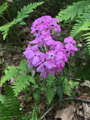 Phlox ovata