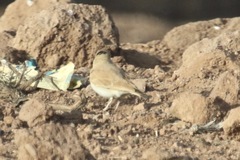 Ammomanes cinctura