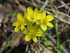 Tricoryne