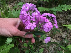 Phlox ovata