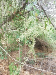 Salpianthus arenarius