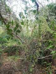 Salpianthus arenarius