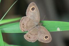 Ypthima horsfieldii humei