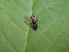Blera badia