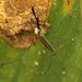 Aedes infirmatus - Photo (c) Sean McCann，保留部份權利CC BY-NC-SA