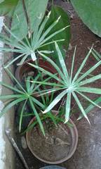 Cyperus alterniflorus