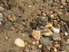 Parhelophilus flavifacies