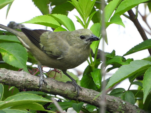 Palm Tanager, photo 6 of 10