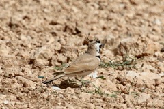 Eremophila bilopha