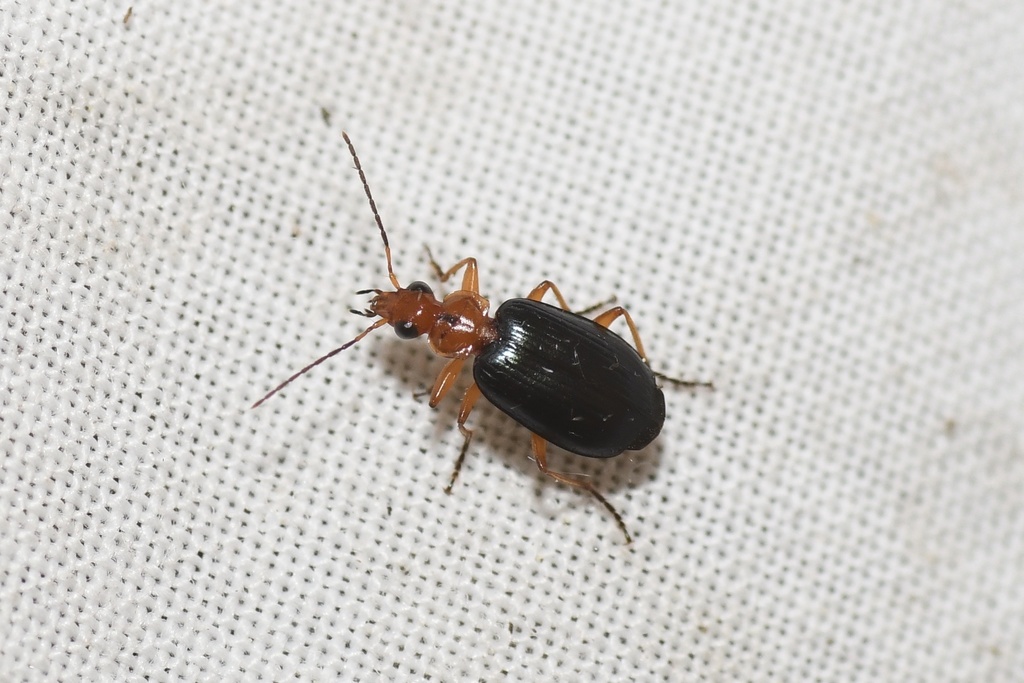 Lebia atriventris