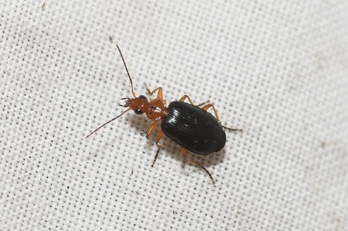 Lebia atriventris
