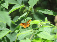 Polygonia satyrus