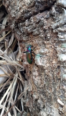 Strongylium auratum