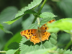 Polygonia satyrus