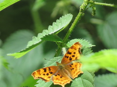 Polygonia satyrus