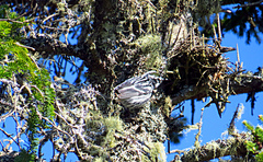 Mniotilta varia image