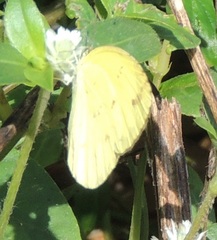 Eurema