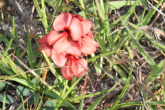 Indigofera procumbens