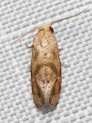 Platphalonidia