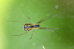 Neriene litigiosa