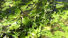 Albidella oligococca