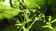 Albidella oligococca
