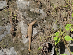 Eutropis multifasciata