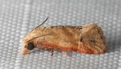 Platphalonidia felix