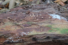 Tubifera microsperma