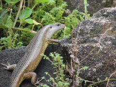Eutropis multifasciata