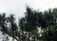 Dracaena