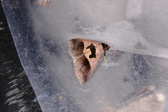Tephriopis divulsa