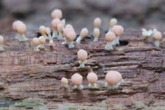 Tubifera microsperma