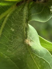 Andricus quercusutriculus