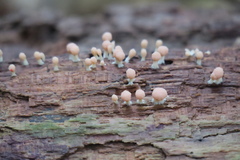 Tubifera microsperma