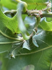 Andricus quercusutriculus