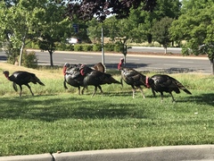 Meleagris gallopavo