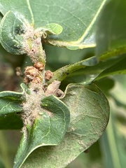 Andricus quercusutriculus