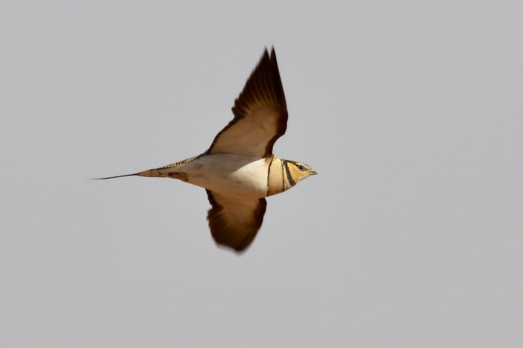 Pin-tailed Sandgrouse, photo 1 of 7
