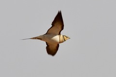 Pin-Tailed Sandgrouse photo 2