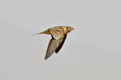 Pin-tailed Sandgrouse, photo 4 of 7