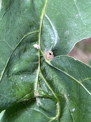 Andricus quercusutriculus