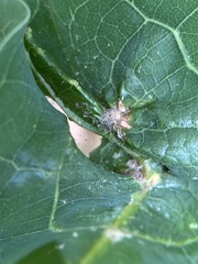 Andricus quercusutriculus